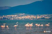 "Flamingos make a stop in Alexandroupolis".